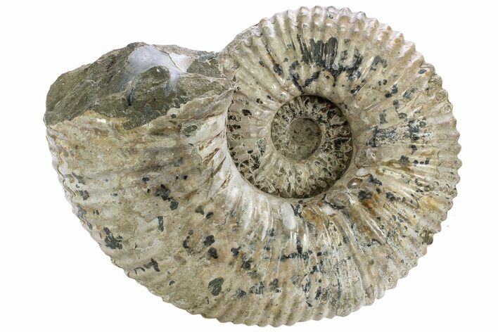 Bumpy Ammonite (Douvilleiceras) Fossil - Giant Specimen! #232621